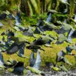 The bais attract large flocks of birds like these African green pigeons who feed every evening.
