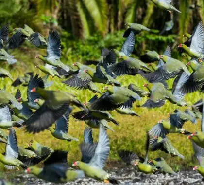 Los bais atraen a grandes bandadas de aves como estas palomas verdes africanas que se alimentan todas las tardes.