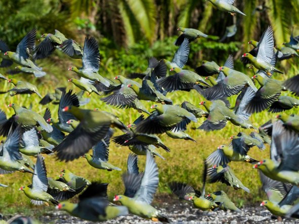 The bais attract large flocks of birds like these African green pigeons who feed every evening.
