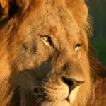 All the big cats are present in Madikwe but it's lions that are most common here.