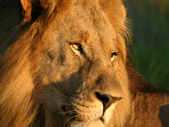 All the big cats are present in Madikwe but it's lions that are most common here.