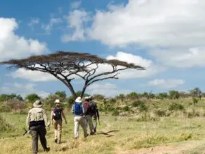 Un guía armado lleva a un grupo de aficionados a los safaris en un paseo guiado por la reserva.