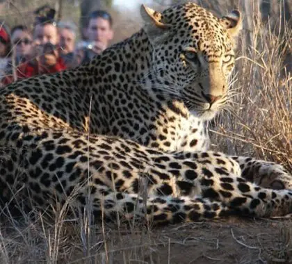 As Thornybush is within the Sabi Sands, leopard sightings are fairly common - however they are still so very rewarding.