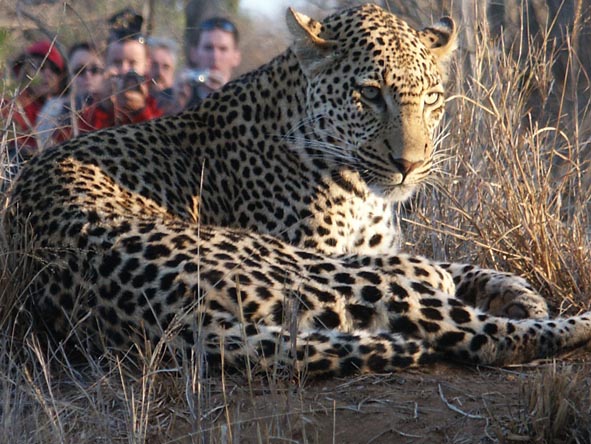 As Thornybush is within the Sabi Sands, leopard sightings are fairly common - however they are still so very rewarding.
