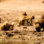 En Mana Pools, ¡no serás el único primate que baje al río a explorar!