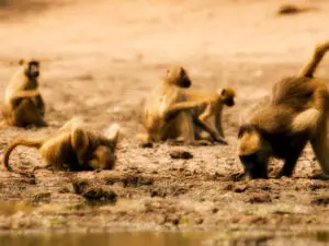 En Mana Pools, ¡no serás el único primate que baje al río a explorar!