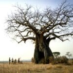 Be dwarfed by elephants and baobab trees on guided nature walks at Ruaha National Park.