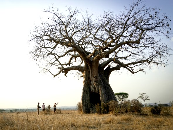 Be dwarfed by elephants and baobab trees on guided nature walks at Ruaha National Park.