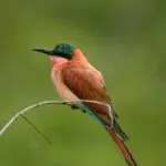 Come summer, migrant birds like this carmine bee-eater turn Madikwe into a superb bird watching destination.