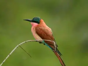 Come summer, migrant birds like this carmine bee-eater turn Madikwe into a superb bird watching destination.