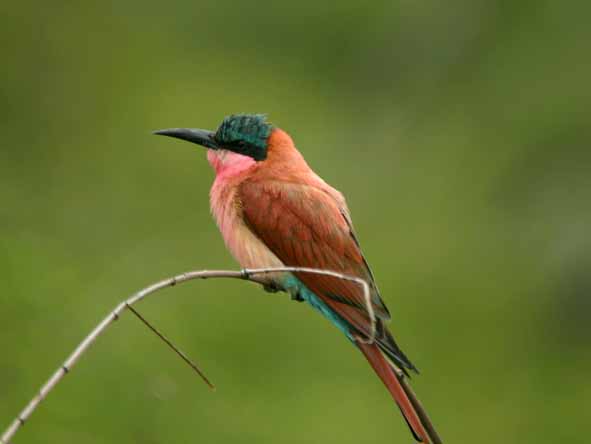 Come summer, migrant birds like this carmine bee-eater turn Madikwe into a superb bird watching destination.