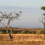 El paisaje de Damaraland es único, con pequeños kopjes y árboles espinosos.
