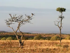 El paisaje de Damaraland es único, con pequeños kopjes y árboles espinosos.