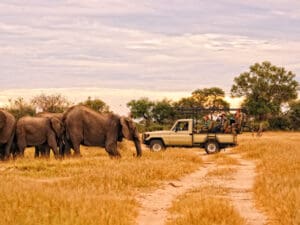 Los safaris diurnos y nocturnos revelan por qué Mana Pools es desde hace tiempo uno de los mejores destinos de safari.