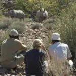 Los rinocerontes negros del desierto se ven con más frecuencia en la región semiárida de Damaraland, en Namibia.