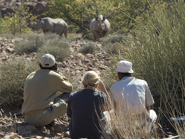 Desert black rhino are most often spotted in Namibia's semi-arid Damaraland region.
