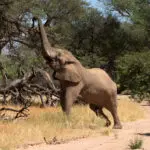 Un elefante adaptado al desierto busca un bocado.