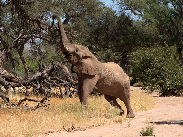 A desert-adapted elephant reaches high for a titbit.
