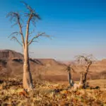 Plantas desérticas, kopjes montañosos y ondulantes gramíneas rubio-blancas son sólo algunos de los elementos identificativos del paisaje de Damaraland.