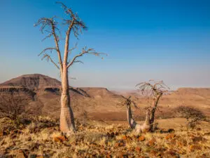 Plantas desérticas, kopjes montañosos y ondulantes gramíneas rubio-blancas son sólo algunos de los elementos identificativos del paisaje de Damaraland.