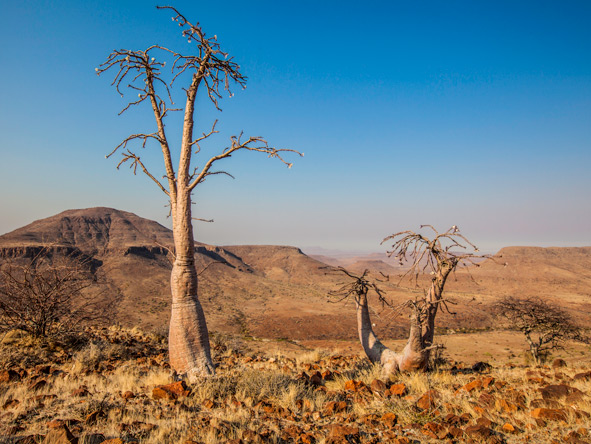 Desert plants, mountain kopjes, and rolling white-blonde grasses are just some of the identifiers of the Damaraland landscape
