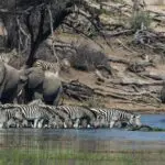 A pesar de ser un desierto, el Kalahari es uno de los mejores destinos de Botsuana para el avistamiento de animales, y sus sabanas semiáridas cobran vida durante la estación lluviosa.