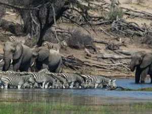 Bien qu'il s'agisse d'un désert, le Kalahari est l'une des meilleures destinations du Botswana pour l'observation du gibier, et ses savanes semi-arides s'animent pendant la saison des pluies.