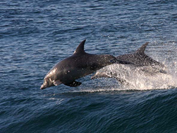 Dolphins are very often seen skimming the waves in the bay - be sure to look out for them!
