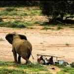 Un elefante levanta las orejas en señal de advertencia.
