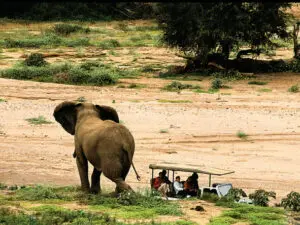Un elefante levanta las orejas en señal de advertencia.