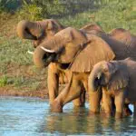 Los elefantes forman parte del paisaje de KwaZulu-Natal: en muchas de las reservas de la provincia podrá ver al mamífero terrestre más grande de África.