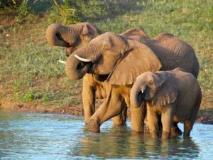 Los elefantes forman parte del paisaje de KwaZulu-Natal: en muchas de las reservas de la provincia podrá ver al mamífero terrestre más grande de África.