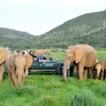 Elephants once roamed the Eastern Cape; now they are back, thanks to the conservation efforts of reserves like Kariega.
