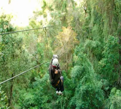 Enjoy the unequaled beauty of the indigenous forest high up on ten treetop platforms during a treetop canopy tour in Tsitsikamma.