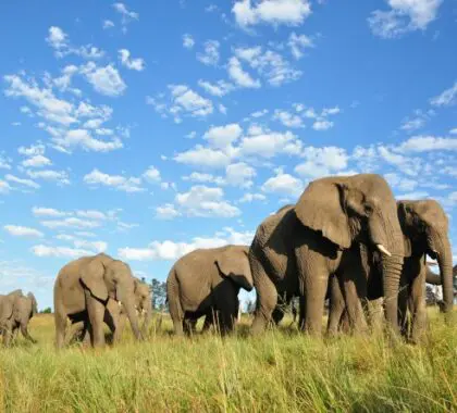 Experience close elephant encounters at Knysna Elephant Park and admire panoramic views of the Outeniqua mountains and Knysna forest.