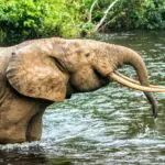 Shy forest elephants can sometimes be spotted disappearing into the forest.