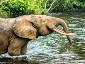 Shy forest elephants can sometimes be spotted disappearing into the forest.