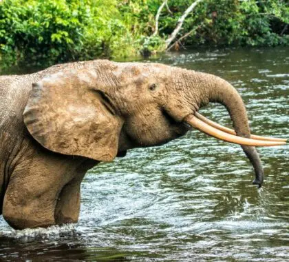 A veces se ven elefantes tímidos que desaparecen en el bosque.