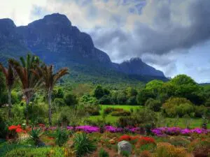 Enmarcados por la parte trasera de la Montaña de la Mesa, los Jardines ofrecen un paisaje espectacular y vistas de la bahía de False.