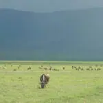 La hierba verde y fresca sustenta a los pastores del cráter durante la estación lluviosa de abril-mayo.