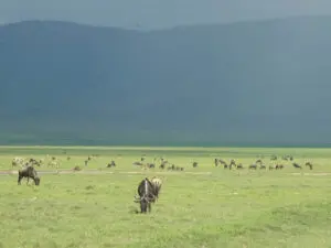 Fresh green grass sustains the Crater's grazers during the April-May rainy season.