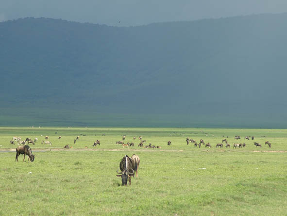 Fresh green grass sustains the Crater's grazers during the April-May rainy season.
