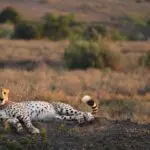 El mejor avistamiento de animales en la Reserva Privada de Kwandwe. Añada esta experiencia especial a un recorrido por la Ruta Jardín.