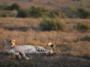 El mejor avistamiento de animales en la Reserva Privada de Kwandwe. Añada esta experiencia especial a un recorrido por la Ruta Jardín.