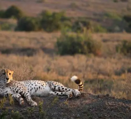 Game viewing at its best in Kwandwe Private Game Reserve. Add this special experience to a scenic Garden Route tour.