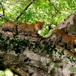 Game viewing in the park is varied with large prides of lion, cheetah and leopard.