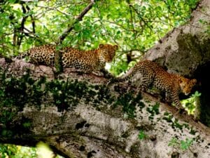 Game viewing in the park is varied with large prides of lion, cheetah and leopard.