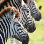 El avistamiento de animales es fantástico durante todo el año, desde los animales de las llanuras hasta los 5 Grandes.