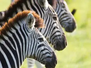El avistamiento de animales es fantástico durante todo el año, desde los animales de las llanuras hasta los 5 Grandes.