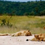 Game-viewing opportunities consist of the permanent hunting grounds of lion, leopard, cheetah and wild dog.